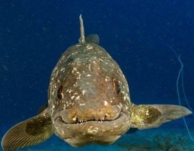 5亿年前空棘鱼新种化石